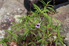 Asystasia travancorica